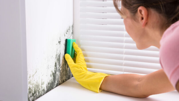 mould grow in our homes